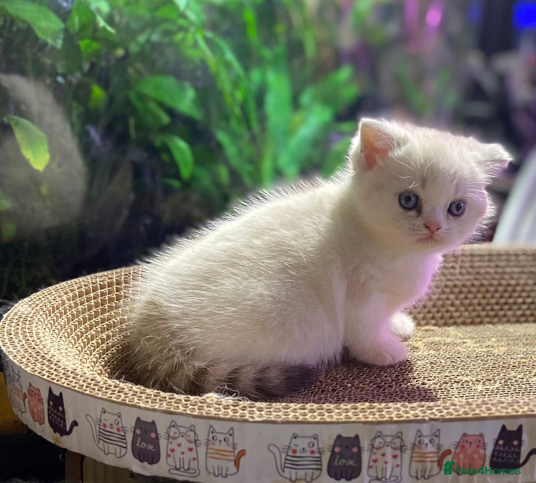 Scottish Fold cats for sale: TICA Full Pedigree kitten available  - Image 34