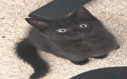 Mixed Breed cats for sale: Persian / British Shorthair Cross, Female Kitten - Image 6