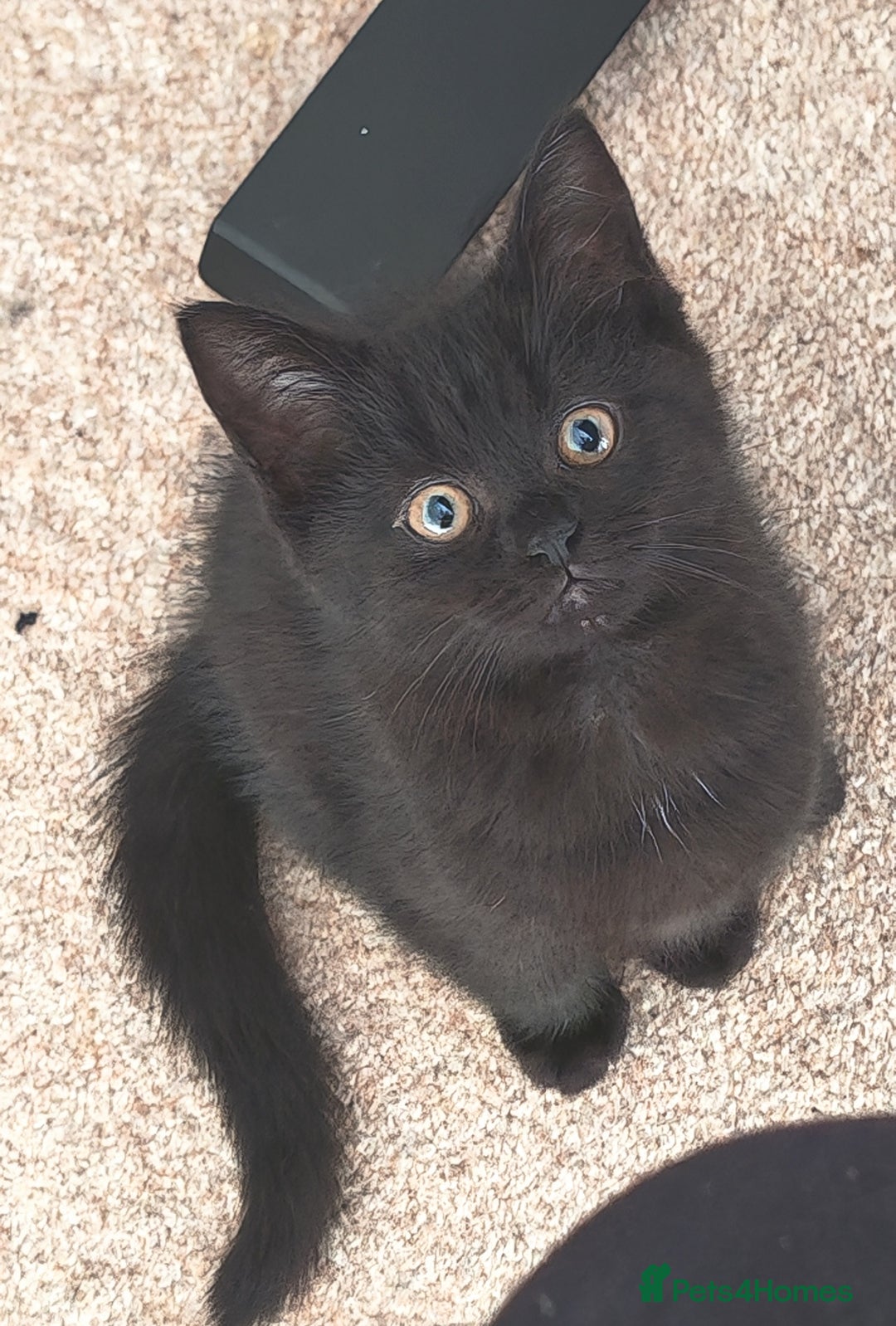 Mixed Breed cats for sale: Persian / British Shorthair Cross, Female Kitten - Image 6