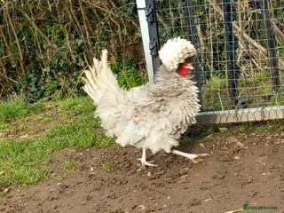 Chickens poultry Polish chicken hatching eggs - Advert 1