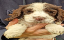 Cocker Spaniel dogs for sale: KC Working cocker spaniel puppies ready to leave - Image 9