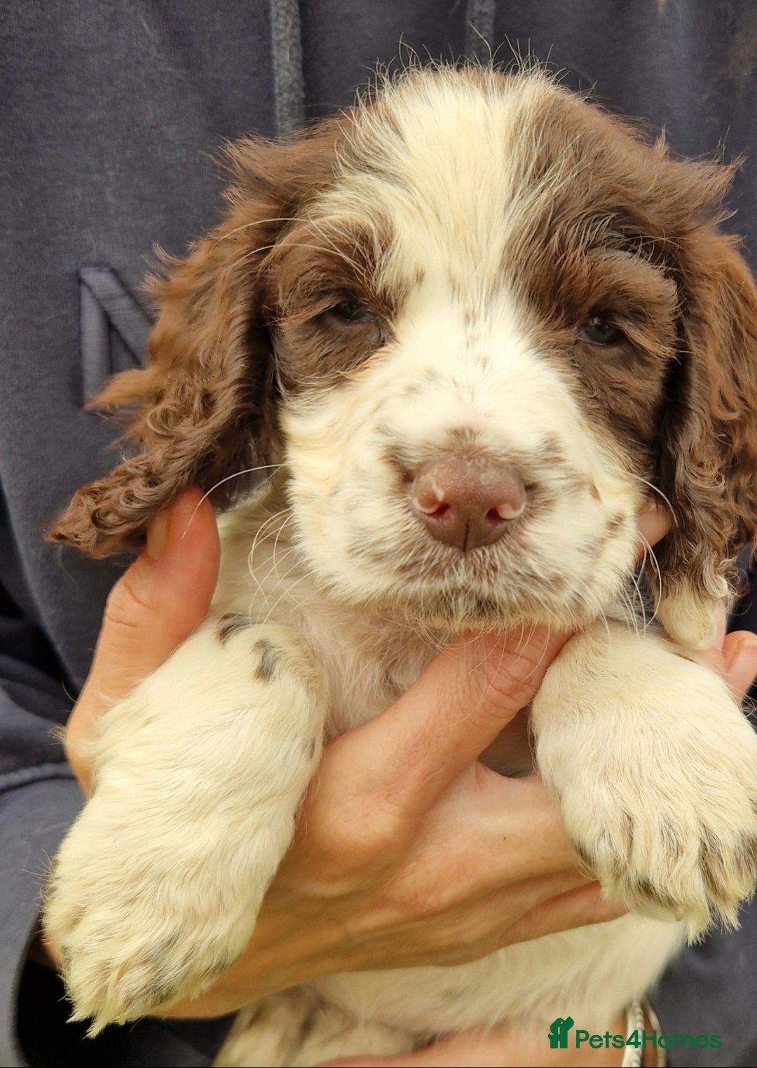 Cocker Spaniel dogs for sale: KC Working cocker spaniel puppies ready to leave - Image 9