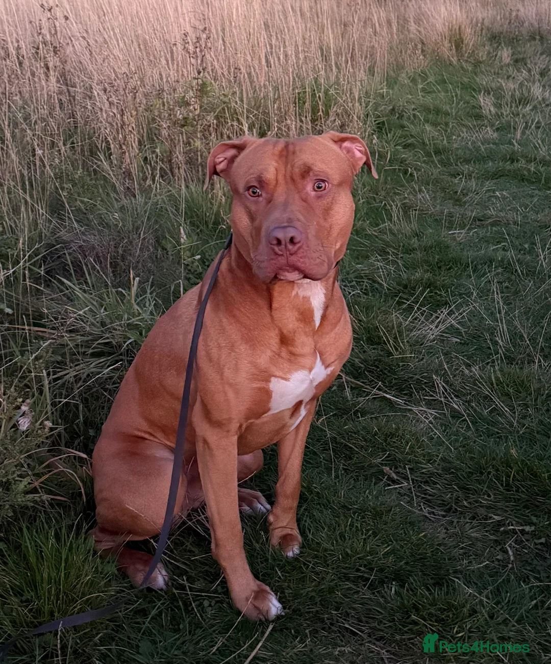 Mixed Breed dogs for adoption: Beautiful bully mix boy for adoption - Advert 2