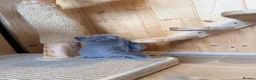 British Shorthair cats for sale: 🐾 British shorthair kitten for sale 🐾 - Advert 12