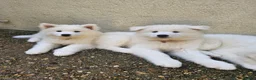 Samoyed dogs for sale: SAMOYED PUPPIES ONLY THREE GIRLS AVAILABLE  in Dagenham - Advert 9