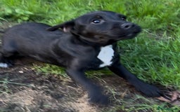 Patterdale Terrier dogs for sale: 3 beautiful patterdale terrier puppies - Image 2
