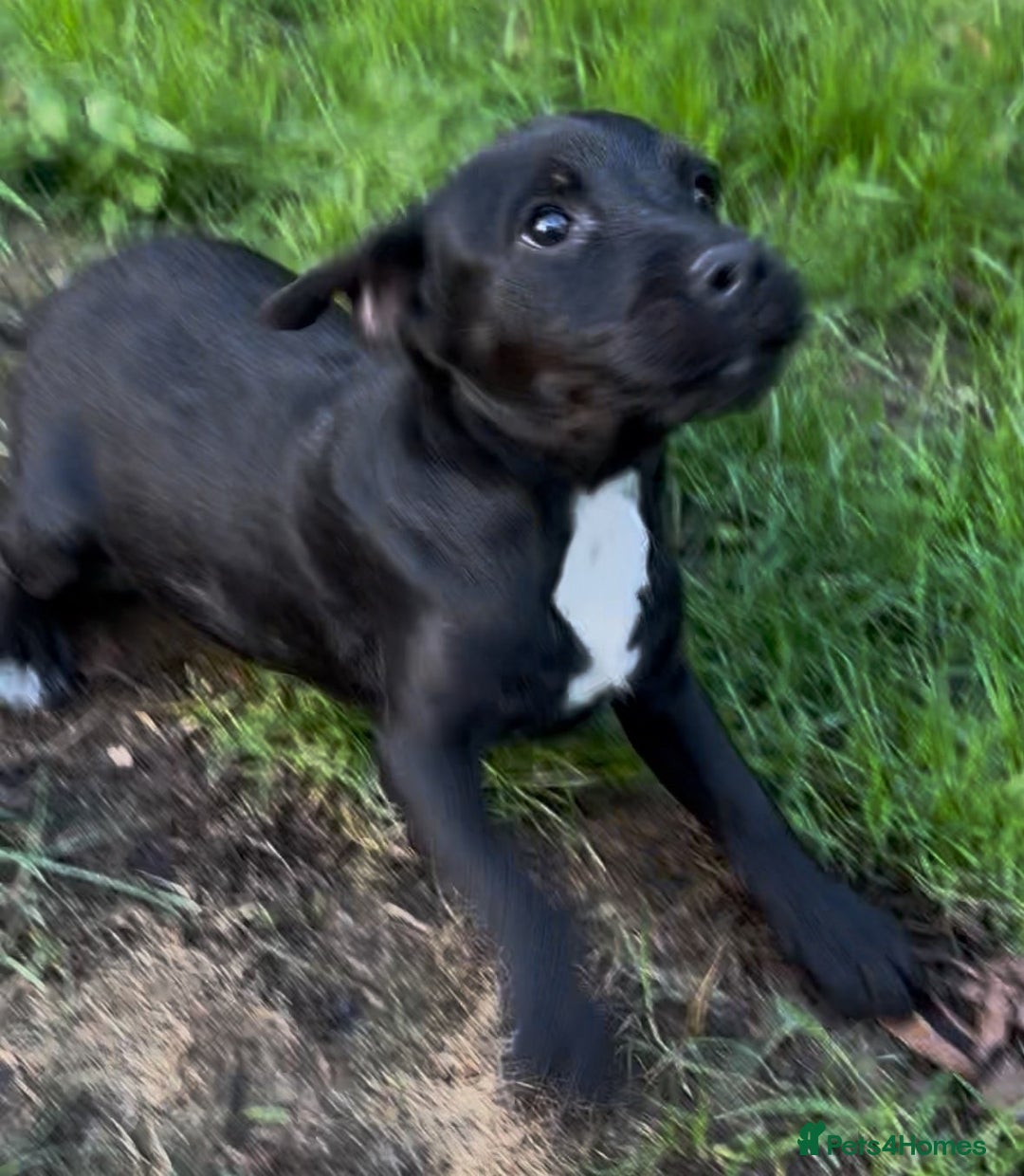 Patterdale Terrier dogs for sale: 3 beautiful patterdale terrier puppies - Image 2