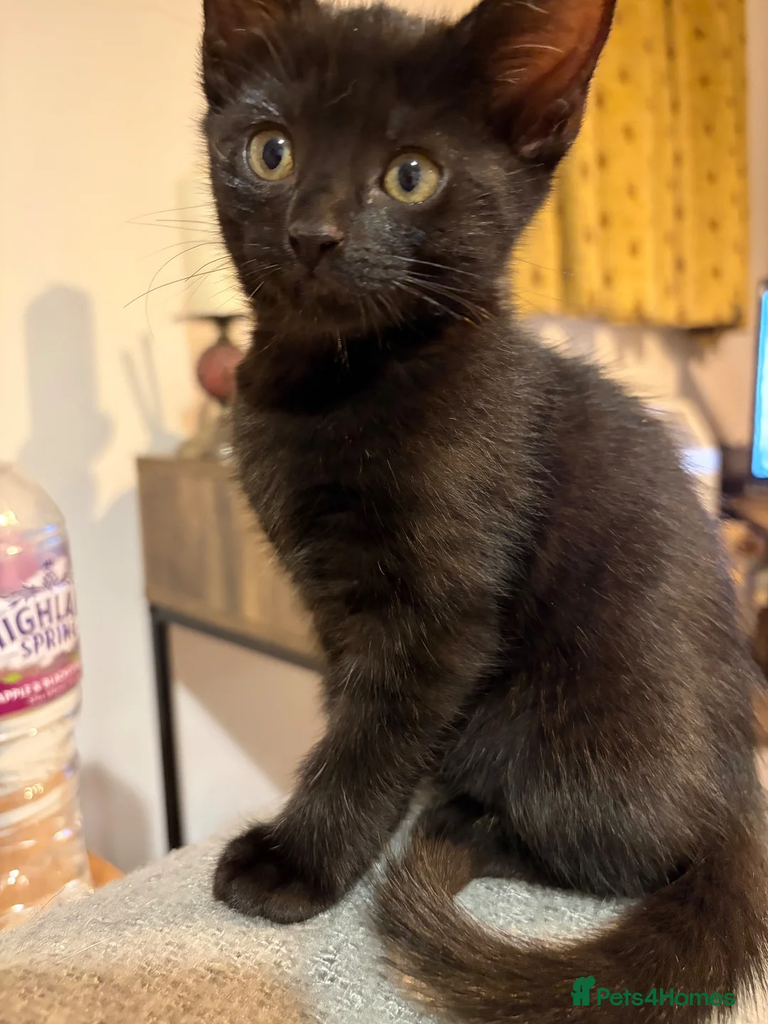 Mixed Breed cats for sale: Black kitten in Sherborne - Advert 2
