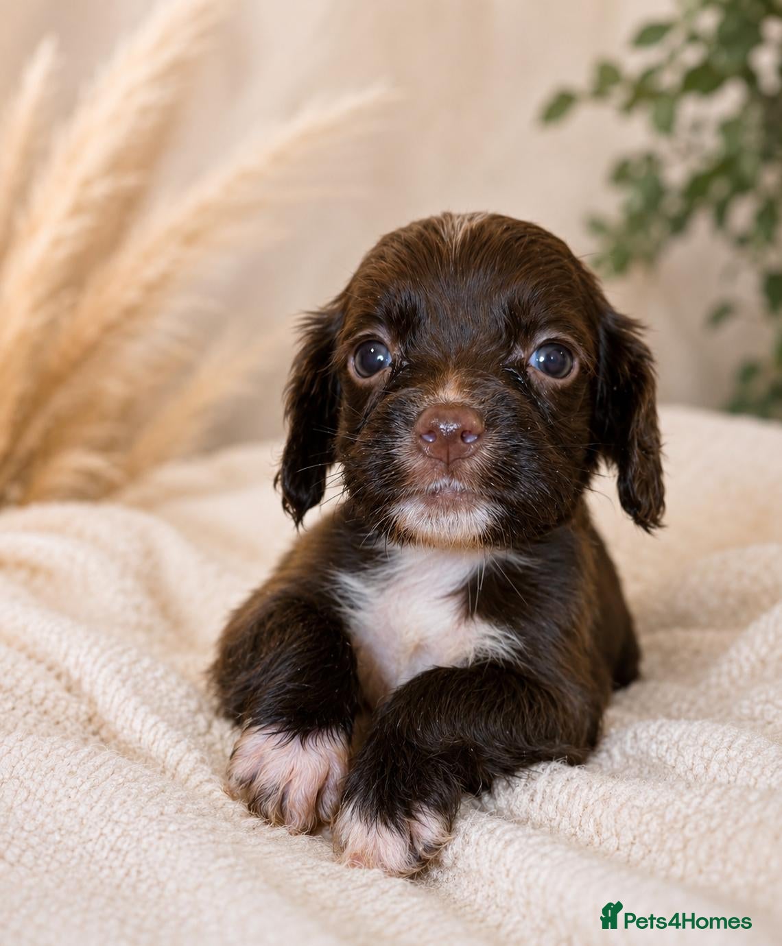 Mixed Breed dogs 🐾 STUNNING MERLE/CHOC/BLACK COCKER SPANIELS 🐾  - Advert 2