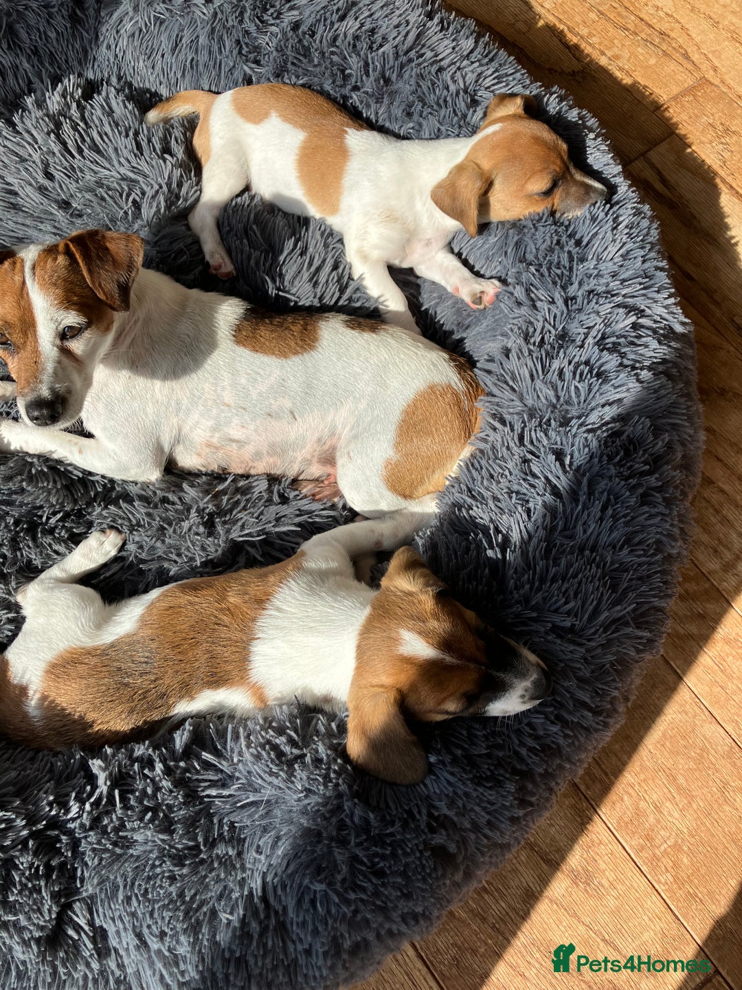 Yorkshire Terrier dogs for sale: Small Jack Russell Terriers - Image 5