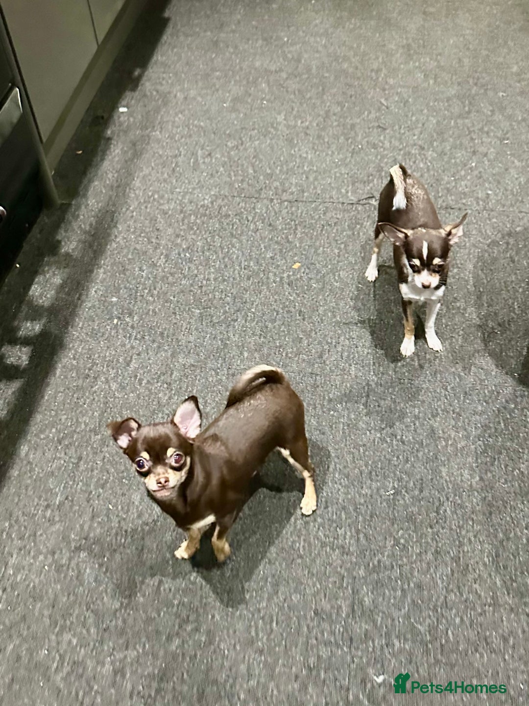 Chihuahua dogs for sale: Tiny chihuahua puppies KC in Coventry - Image 21
