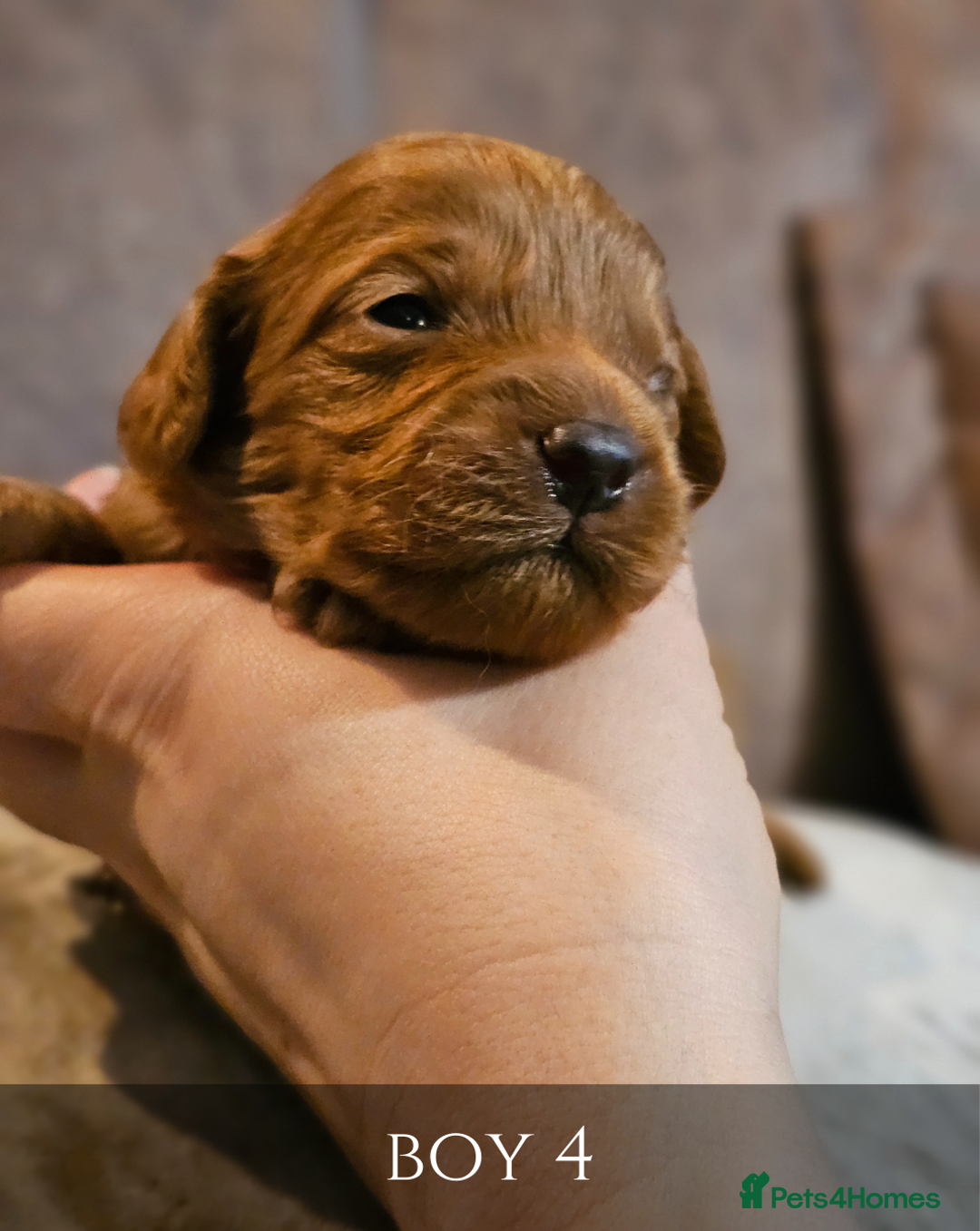 Cavapoo dogs for sale: 5 Beautiful Deep Red Cavapoo Pups - Advert 21