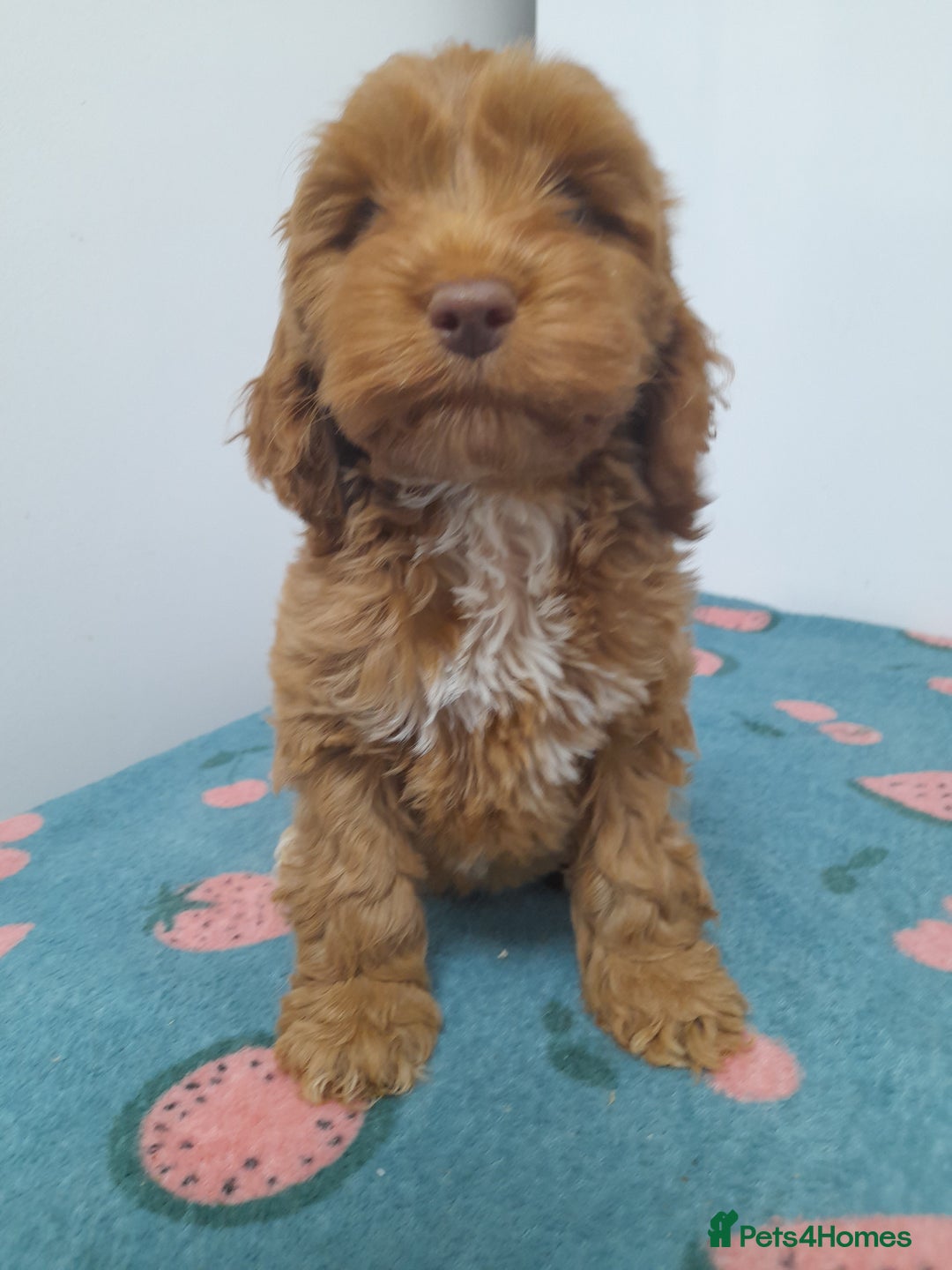 Cockapoo dogs for sale: Beautiful cockapoo puppies ready now - Advert 3