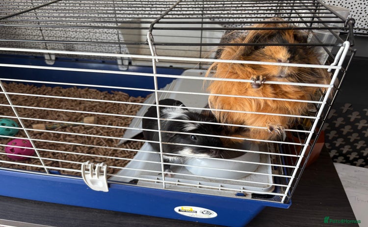 Guinea Pig rodents - Advert 7