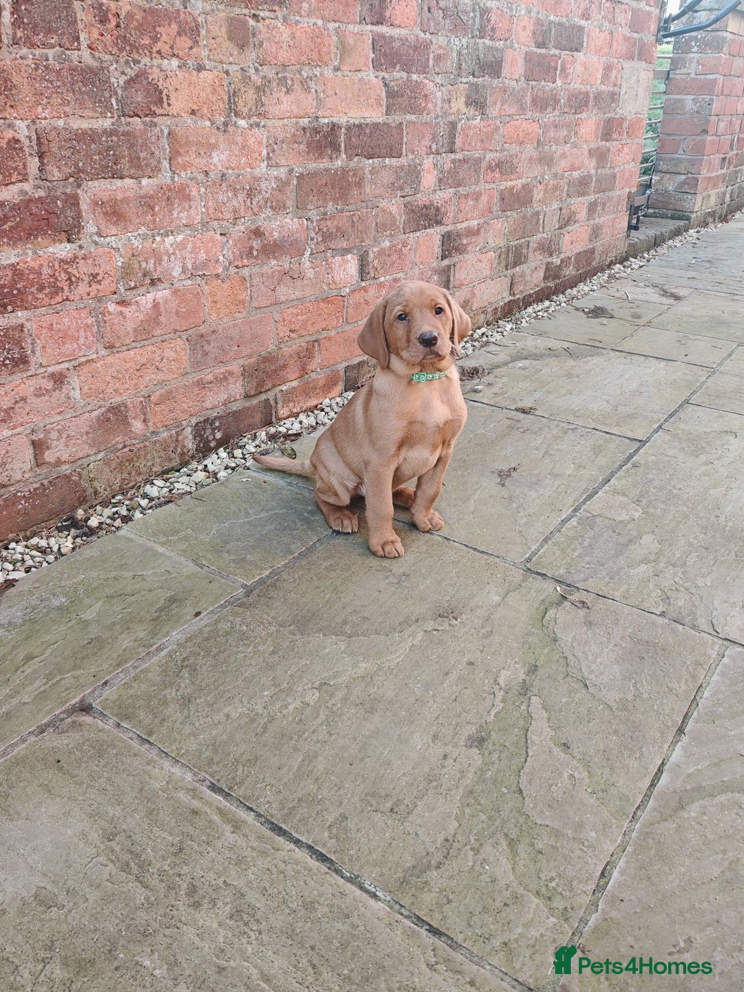 Labrador Retriever dogs for sale: Fox Red Labrador Puppies, last two boys - Advert 8