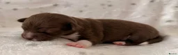 Chihuahua dogs for sale: Beautiful Chihuahua Puppies Raised in Loving Home - Advert 8