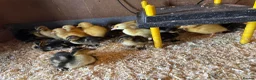 Ducks poultry for sale: Pure breed ducklings in Barnsley - Advert 4