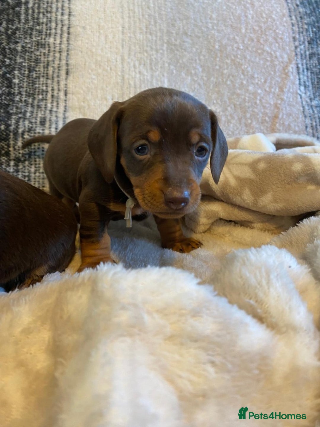 Miniature Dachshund dogs for sale: MOST GORGEOUS DACHSHUNDS - Advert 3