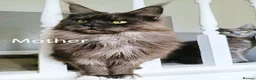 Maine Coon cats for sale: TICA registered DNA health tested maine coon boys - Advert 5