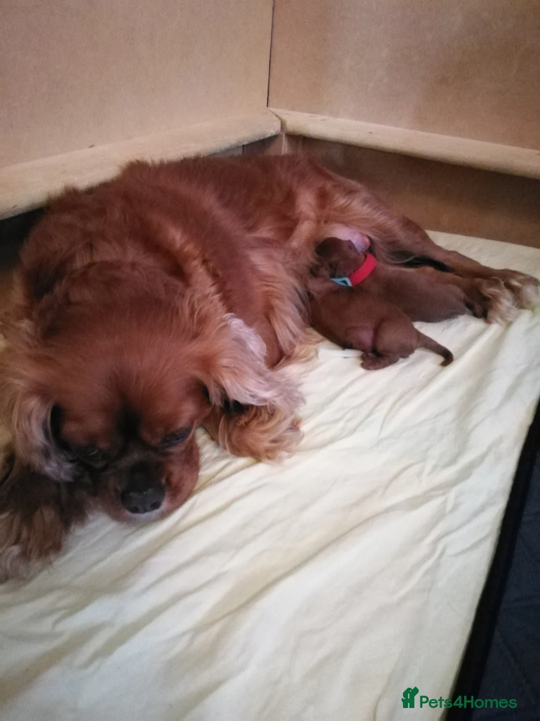 Cavapoo dogs for sale:  Cavapoo  - Advert 26