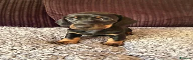 Dachshund 3