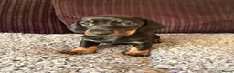 Dachshund dogs for sale: Beautiful Standard Dachshund Puppies  in Tadley - Advert 4