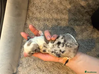 Mixed Breed dogs Doxiepoo puppies - Advert 11