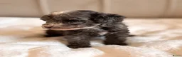 Cavapoo dogs for sale: Premium Quality Teddy Toy Cavapoos F1B - Advert 5