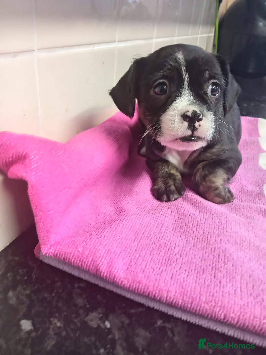 Mixed Breed dogs for sale: French bulldog cross terrier  - Advert 3