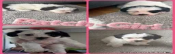 Shihpoo dogs for sale: Gorgeous shihpoo puppies for sale - Advert 3