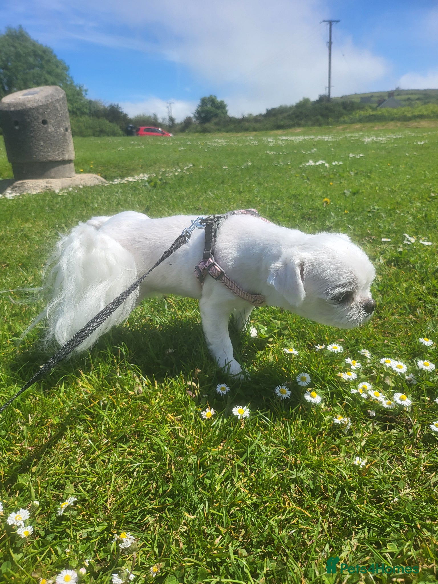Bichon Frise dogs for sale: Korean Bison very small boy. - Advert 2