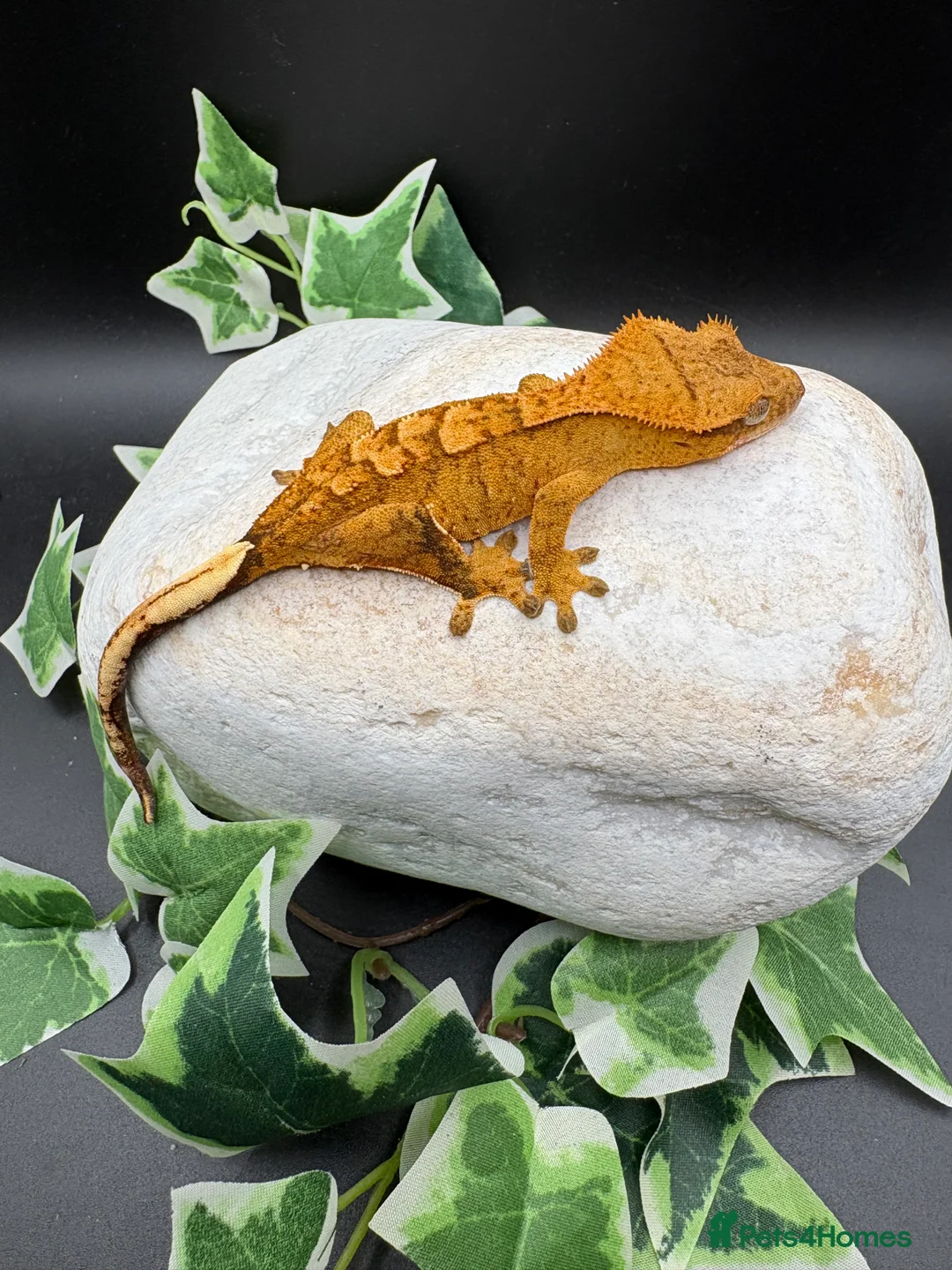 Gecko reptiles for sale: Crested geckos  - Advert 13