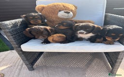 Cocker Spaniel dogs for sale: Miniature working Cocker spaniel puppies for sale - Image 30