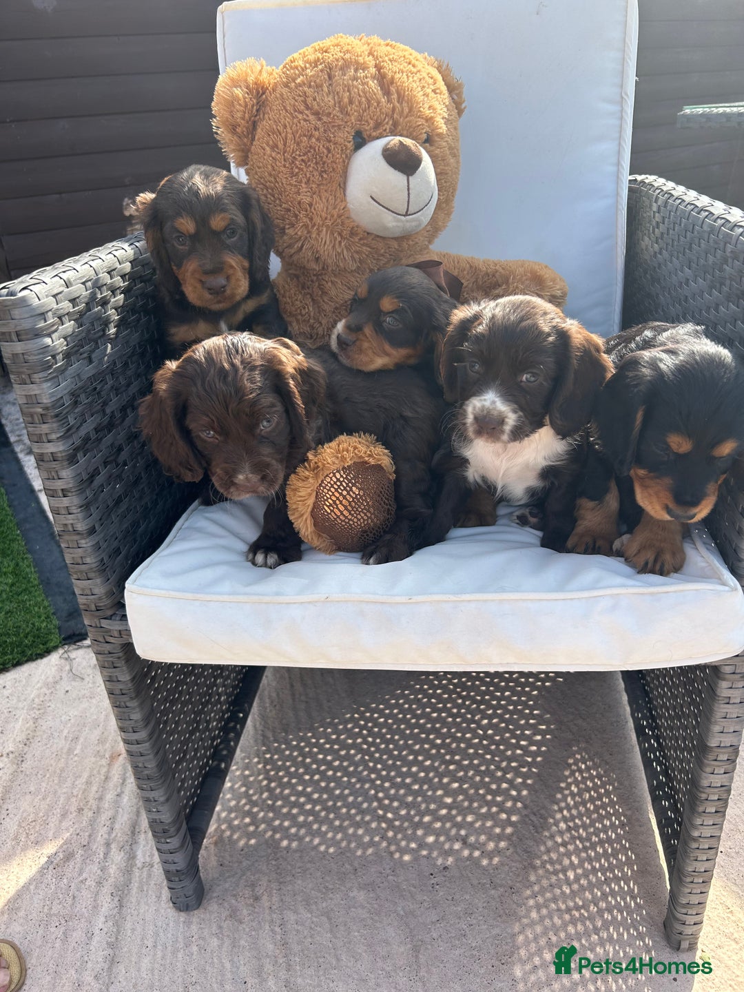 Cocker Spaniel dogs for sale: Miniature working Cocker spaniel puppies for sale - Image 30
