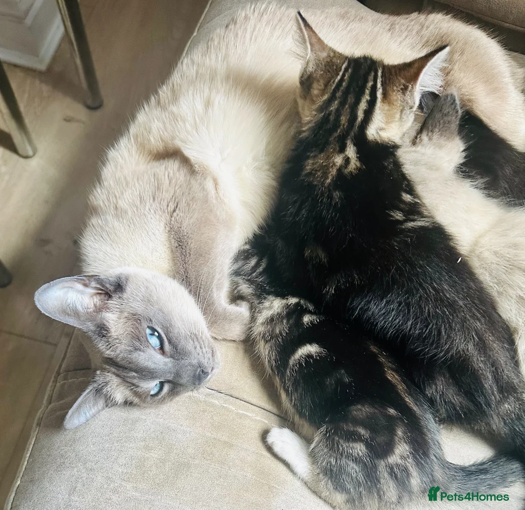 Mixed Breed cats for sale: Siamese X kittens - Advert 1