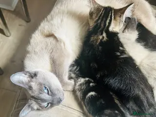 Mixed Breed cats Siamese X kittens - Advert 14