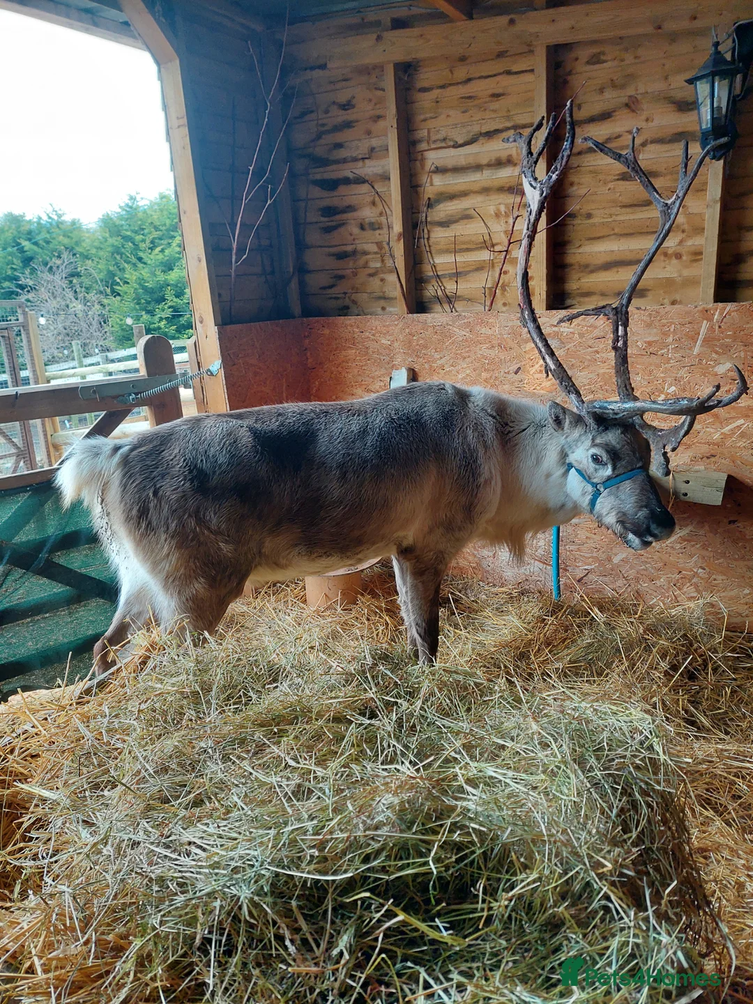 Mixed Breed livestock for sale: Reindeer - Advert 2