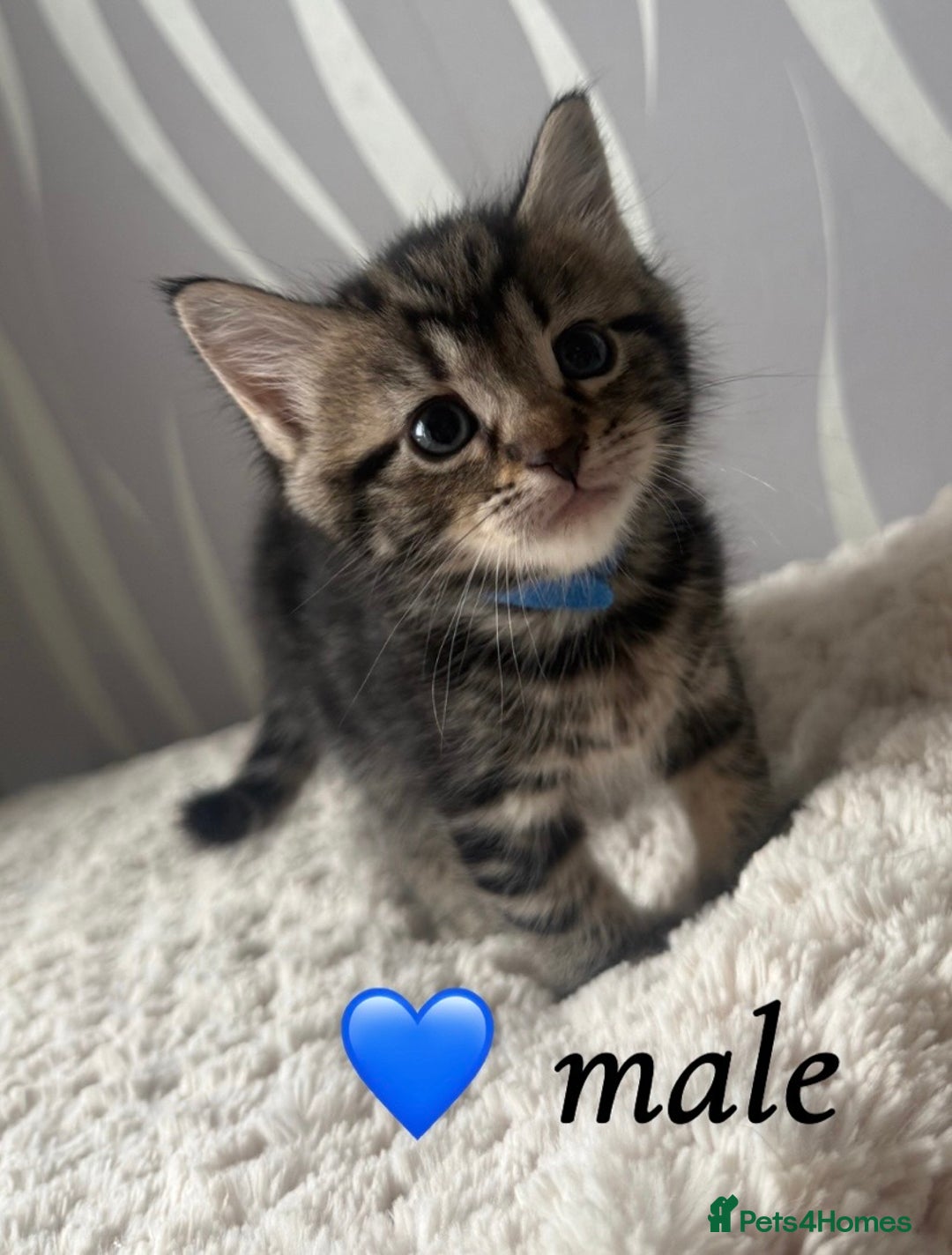 Mixed Breed cats for sale: 4 kittens for sale - Advert 1