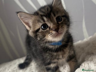 Mixed Breed cats 4 kittens for sale - Advert 1