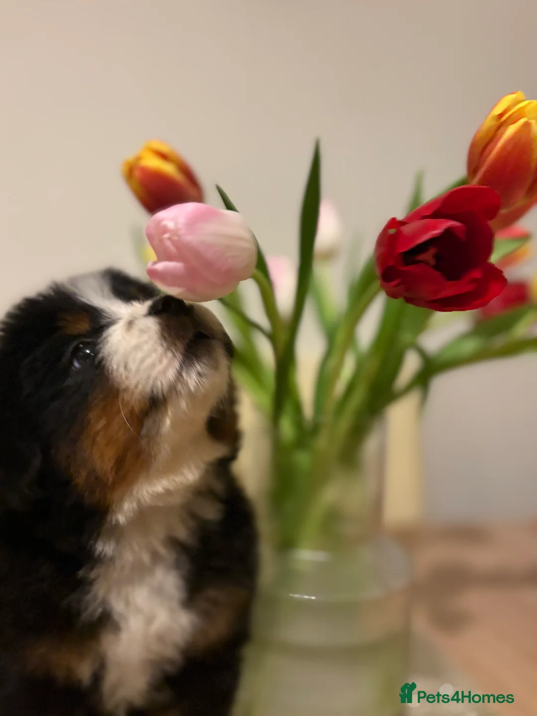 Bernese Mountain Dog dogs for sale: Bernese mountain dog pups in Ammanford - Advert 4