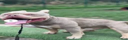 American Bully dogs for stud: 🐾BUGZY ABKC/PEDIGREE/PROVEN STUD🐾 in Pontefract - Advert 10