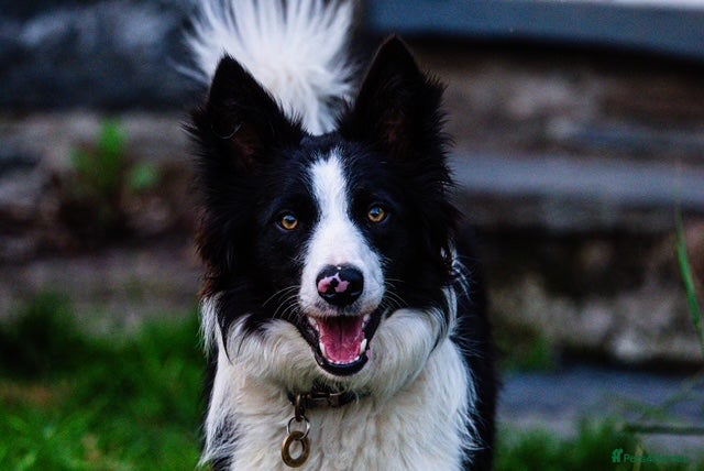 Border Collie dogs 18month ISDS Reg B&W Collie, looking for a job - Advert 2