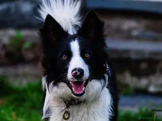 Border Collie dogs 18month ISDS Reg B&W Collie, looking for a job - Advert 2