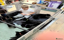 German Shepherd dogs for sale: Pure black german shepherd puppies - Image 4