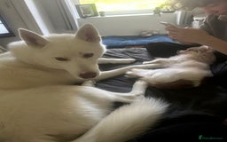 Siberian Husky dogs for sale: Skye (husky)  - Image 3