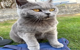 British Shorthair cats for sale: 3 year old British Blue Cat Needs Loving Home - Image 2
