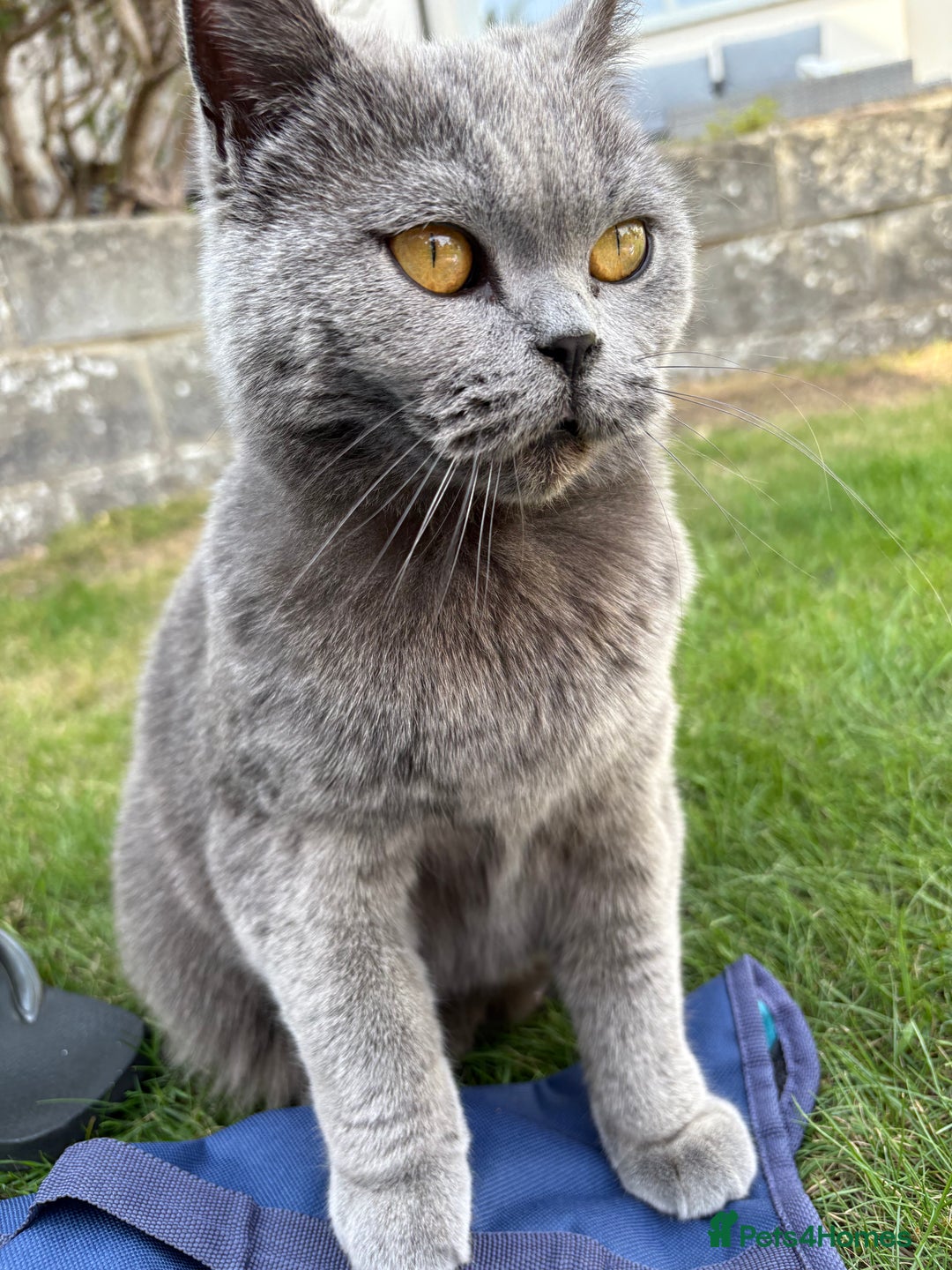 British Shorthair cats for sale: 3 year old British Blue Cat Needs Loving Home - Image 2