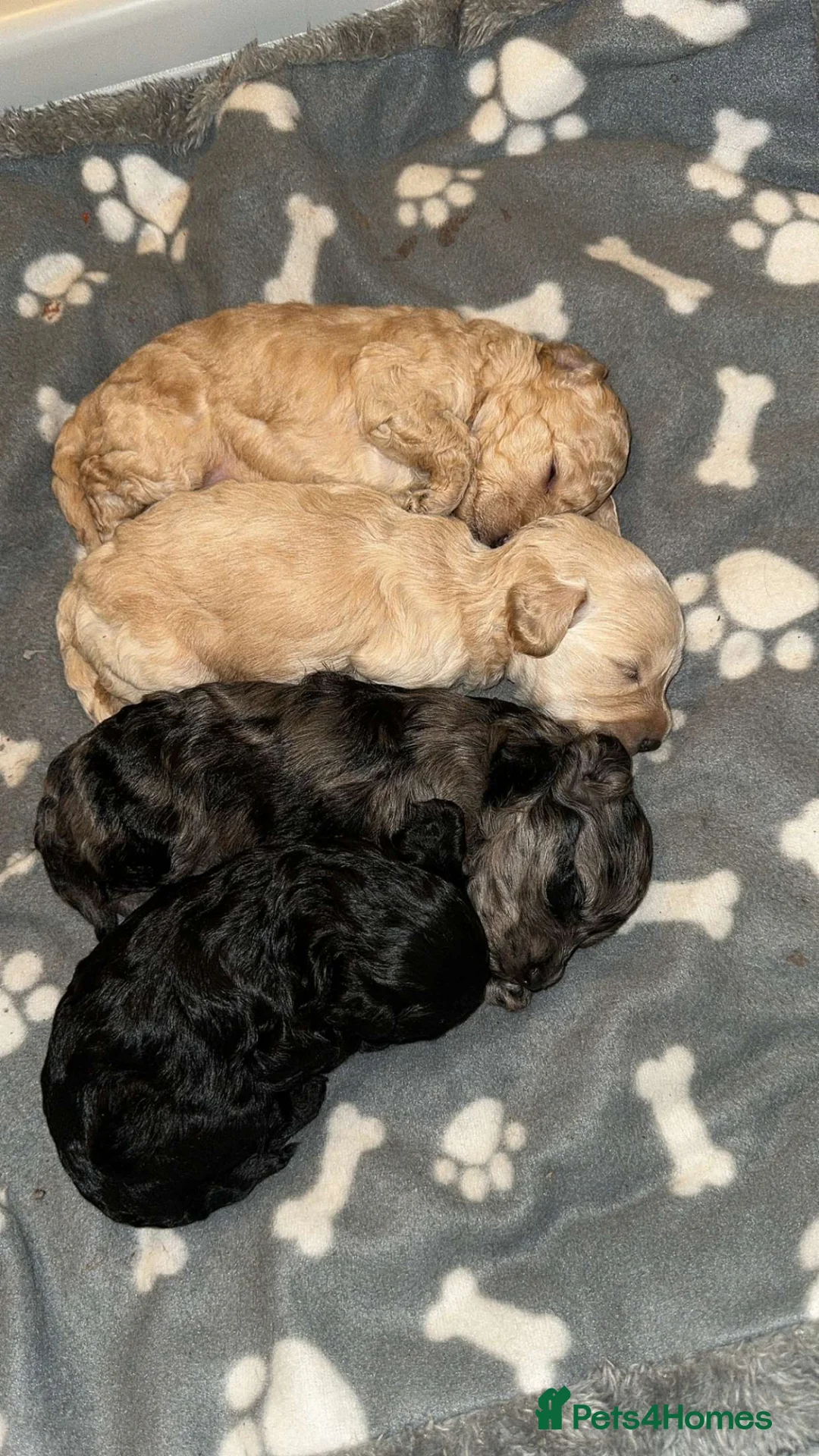 Doxiepoo dogs for sale: 4 Beautiful Doxiepoo Puppies - Advert 1