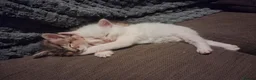 Norwegian Forest Cat cats for sale: HALF Norwegian Forest Kitten 💙 - Advert 3