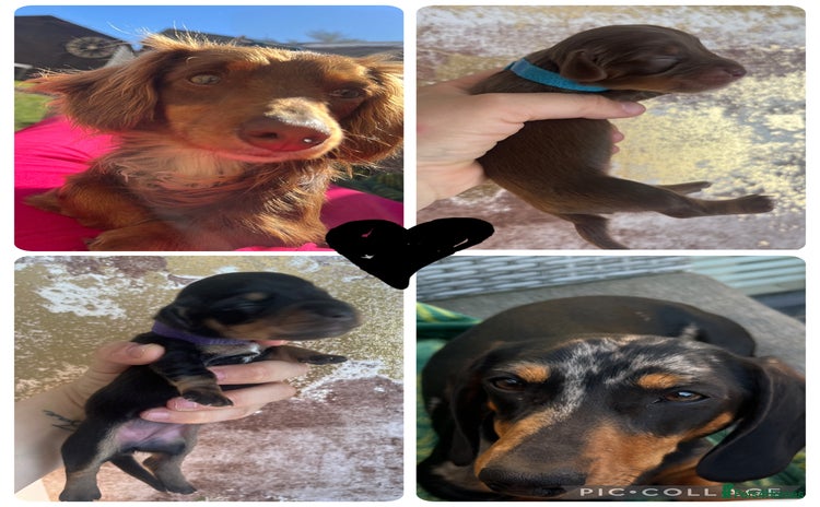 Miniature Dachshund dogs - Advert 3